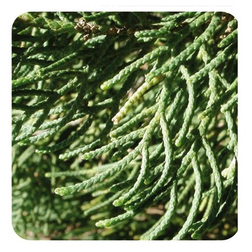 PRANAROM ACEITE ESENCIAL CIPRES DE PROVENZA 10 ML