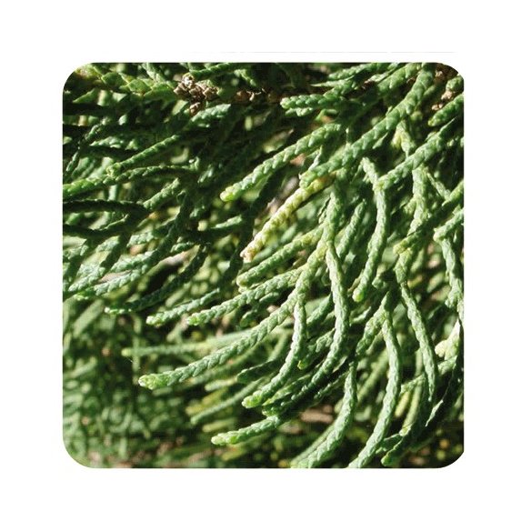 PRANAROM ACEITE ESENCIAL CIPRES DE PROVENZA 10 ML