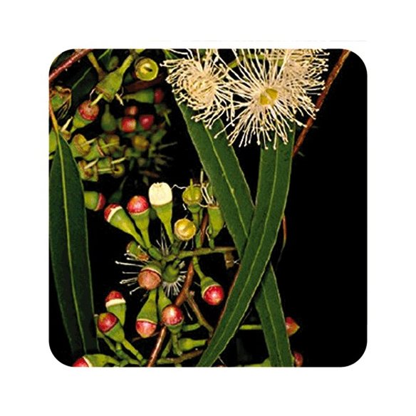 PRANAROM ACEITE ESENCIAL EUCALIPTO RADIATA 10 ML