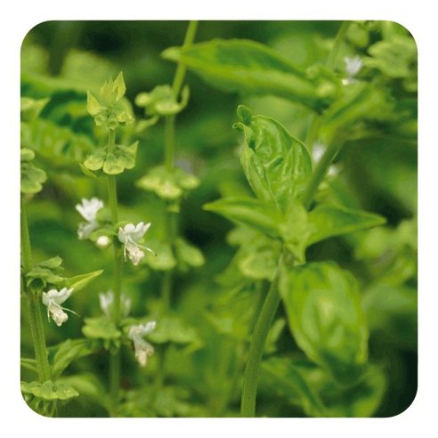 PRANAROM ACEITE ESENCIAL ALBAHACA EXOTICA 10 ML