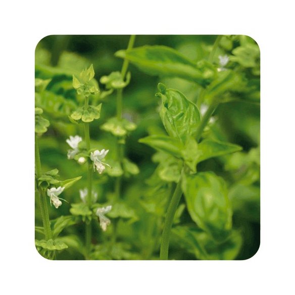 PRANAROM ACEITE ESENCIAL ALBAHACA EXOTICA 10 ML