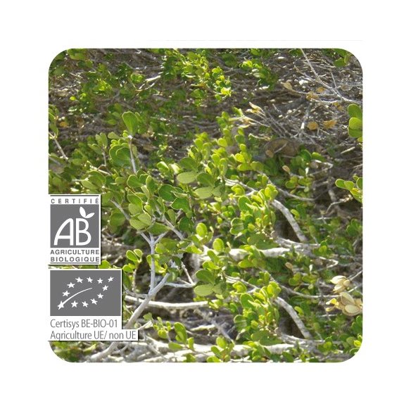PRANAROM ACEITE ESENCIAL MANDRAVASAROTA BIO-ECOLÓGICO 10 ML