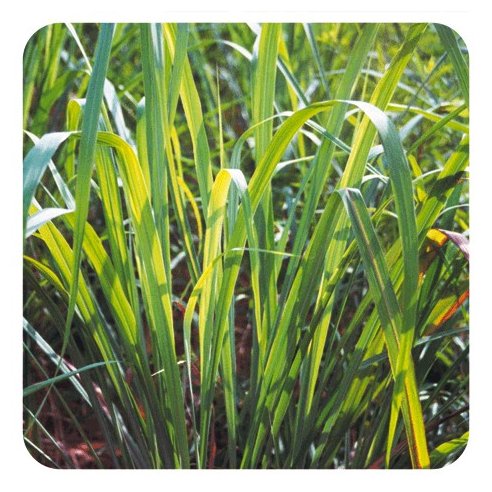PRANAROM AE CITRONELA DE JAVA 30 ML