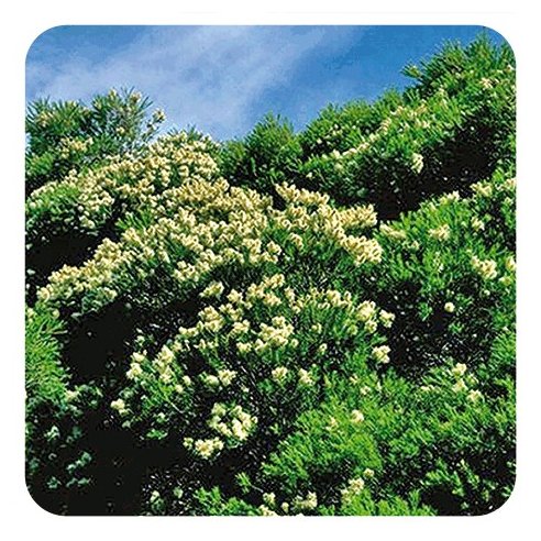 PRANAROM ACEITE ESENCIAL ARBOL DE TE 10 ML