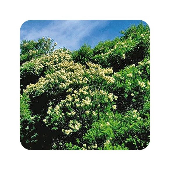 PRANAROM ACEITE ESENCIAL ARBOL DE TE 10 ML