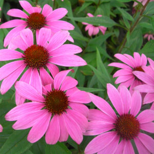 echinacea