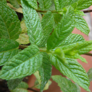 menta